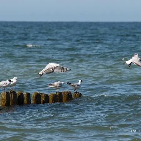 Nostalgia Гонски